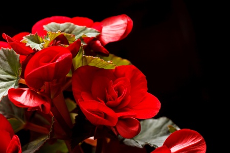 Flower of begonia の写真素材