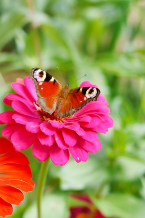 butterfly on flowers の写真素材