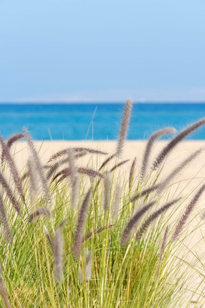 sea grasses on sand