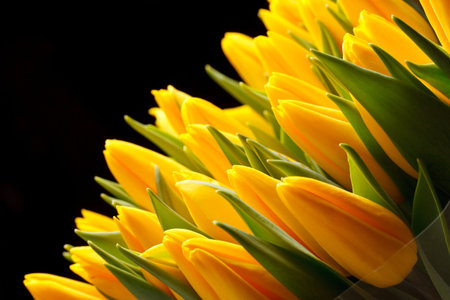 beautiful tulips 