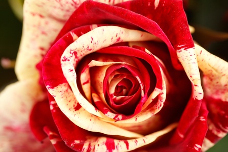 beautiful rosesの写真素材