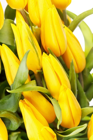 beautiful tulipsの写真素材