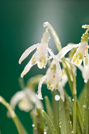 Snowdrop flowers の写真素材
