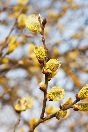 yellow buds of pussy-willow
の写真素材