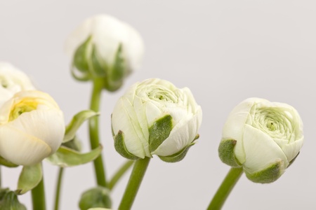 white Ranunculus の写真素材