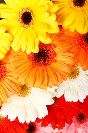 beautiful gerbersの写真素材