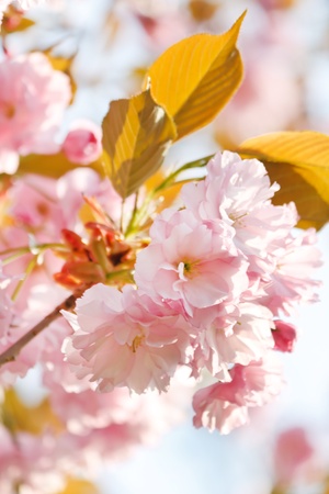 Japanese cherry with blossom の写真素材
