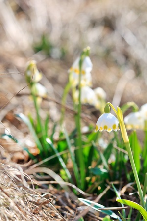 snowdrops in the mountainsの写真素材