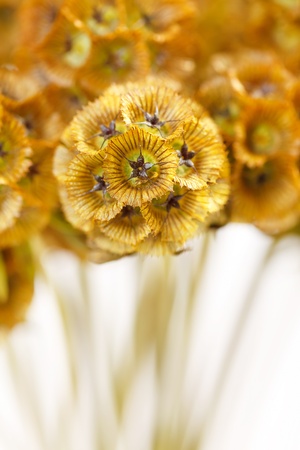 nice flowersの写真素材