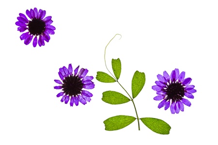 summer flowersの写真素材