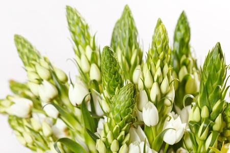 summer flowersの写真素材