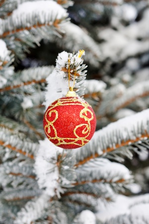Christmas ball on the fir の写真素材