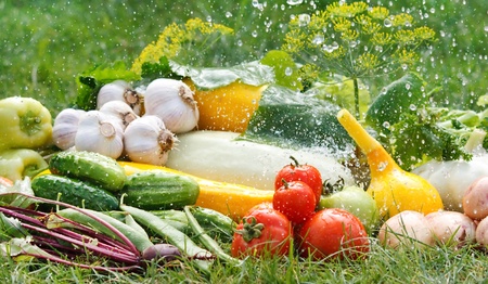 fresh vegetablesの写真素材