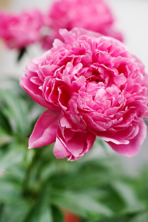 beautiful peonyの写真素材