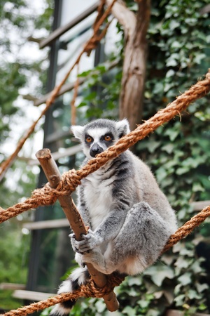 Cute Lemur の写真素材