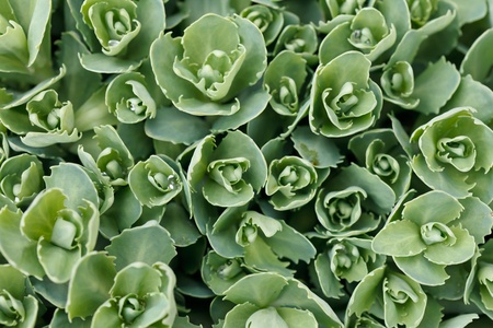 plant backgroundの写真素材