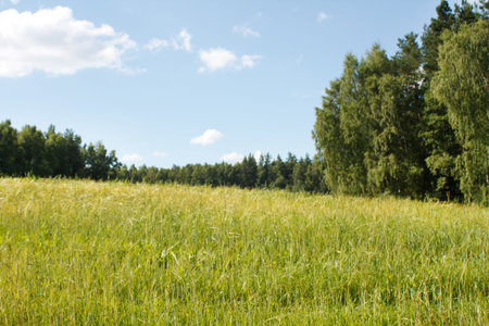 field of wheat 