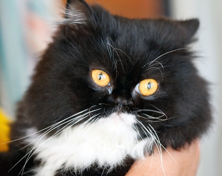 nice cat on the handsの写真素材