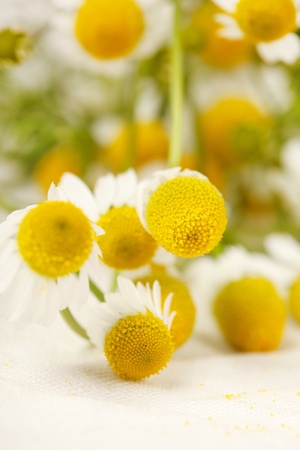Chamomiles の写真素材