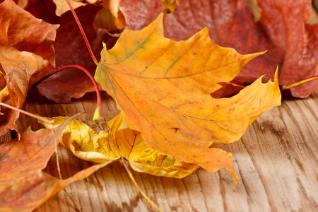 dried leaves 