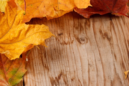 dried leaves の写真素材
