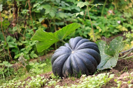pumpkin growing on a pumpkin patch の写真素材