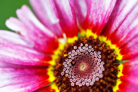 pink chrysanthemum macro 