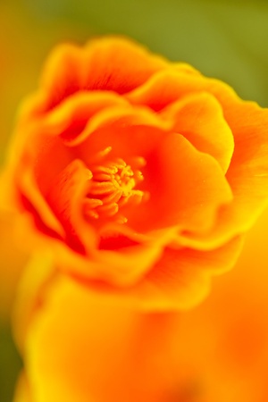 poppie flowerの写真素材