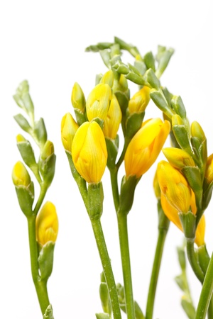 yellow freesia の写真素材