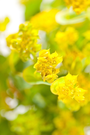 yellow flowersの写真素材