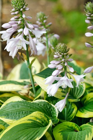 hosta in the gardenの写真素材