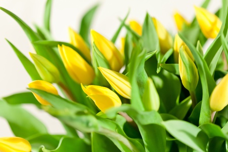 nice tulipsの写真素材