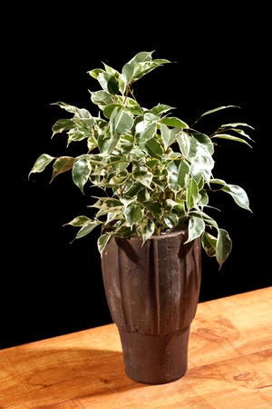 ficus in the potの写真素材