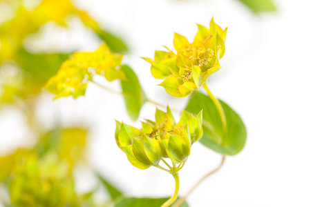 yellow flowersの写真素材