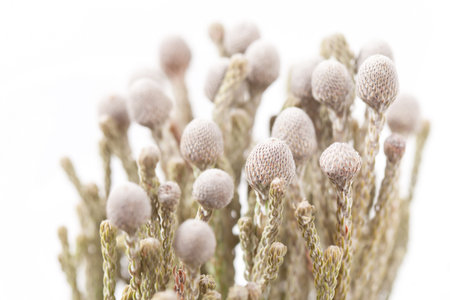 grey flowers