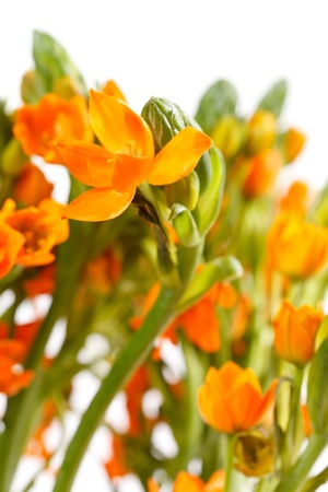 orange freesia の写真素材