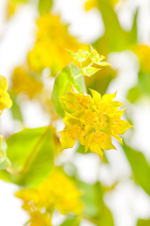 yellow flowers