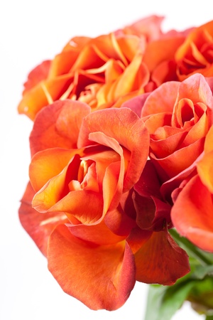 beautiful rosesの写真素材