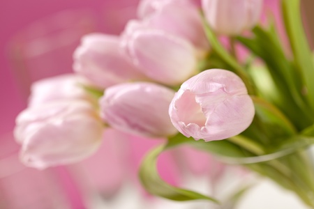 pink tulips in the vaseの写真素材