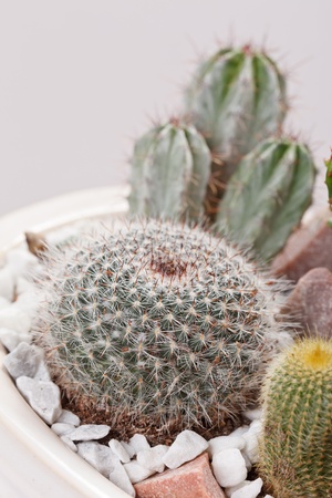 cactus flowers の写真素材