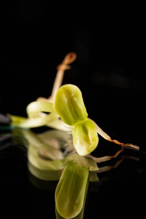 Sunflower sproutの写真素材