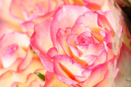 beautiful roses の写真素材