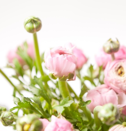 pink Ranunculus の写真素材