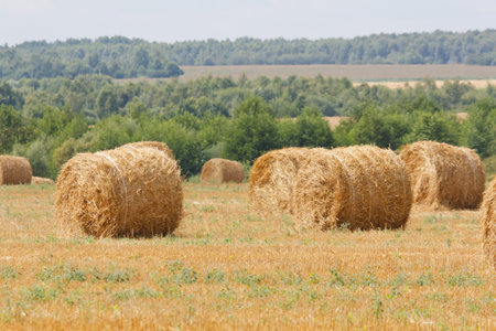 hay stacks in autumn field 