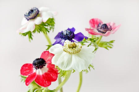 Anemone flowers の写真素材