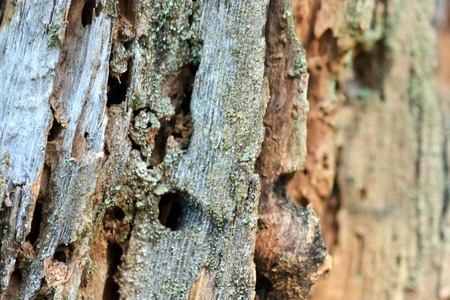 tree textureの写真素材