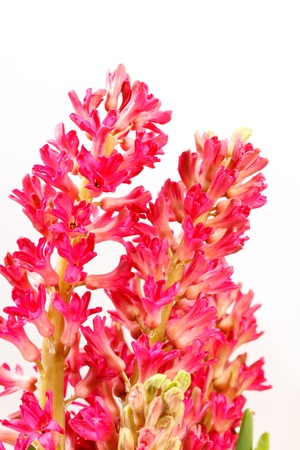 hyacinth flowersの写真素材