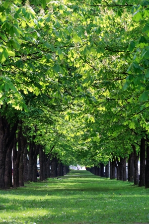 beautiful park の写真素材