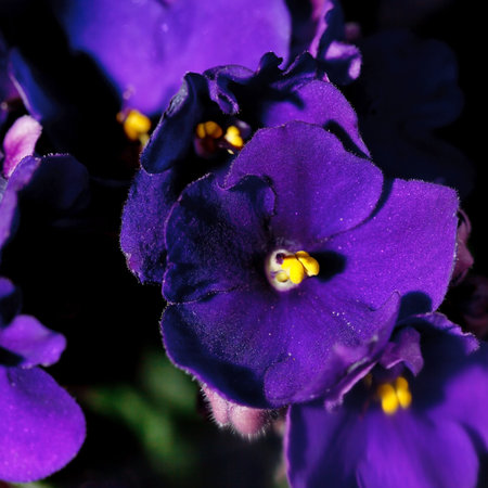 Violet Flowers の写真素材