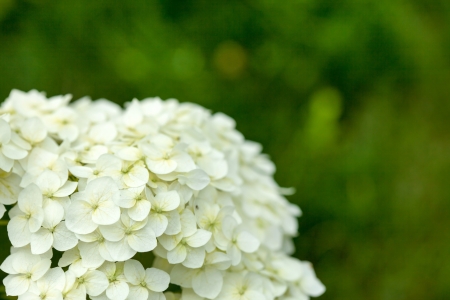 white hydrangeaの写真素材
